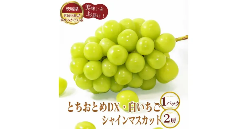 【ふるさと納税】No.361 【先行予約】とちおとめDX1パックと白いちご1パックとシャインマスカット2房【茨城県共通返礼品 かすみがうら市】 ／ 旬 新鮮 苺 イチゴ ブドウ 葡萄 果物 フルーツ 詰合せ セット 送料無料 茨城県