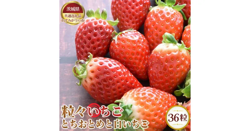 【ふるさと納税】No.362 【先行予約】粒々いちご36粒　とちおとめと白いちご【茨城県共通返礼品 かすみがうら市】 ／ 旬 新鮮 苺 イチゴ 果物 フルーツ 詰合せ セット 送料無料 茨城県