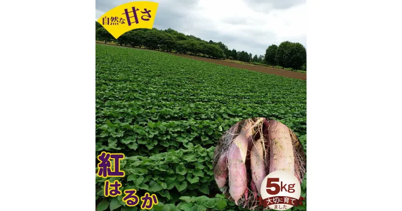 【ふるさと納税】No.392 紅はるか5kg ／ 自然 芋 いも 甘い 天然資材 さつまいも 送料無料 茨城県