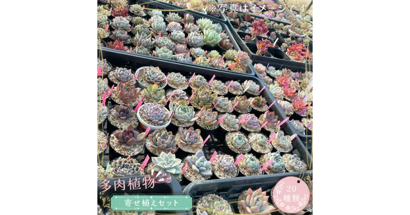 【ふるさと納税】No.681 多肉植物寄せ植えセット（20種類） ／ 苗 インテリア 癒し 送料無料 茨城県