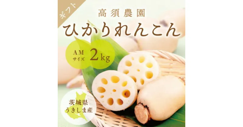 【ふるさと納税】ひかりれんこんギフト 2kg AMサイズ 産地直送 浮島産れんこん(化粧箱入)【配送不可地域：離島・沖縄県】【1545988】