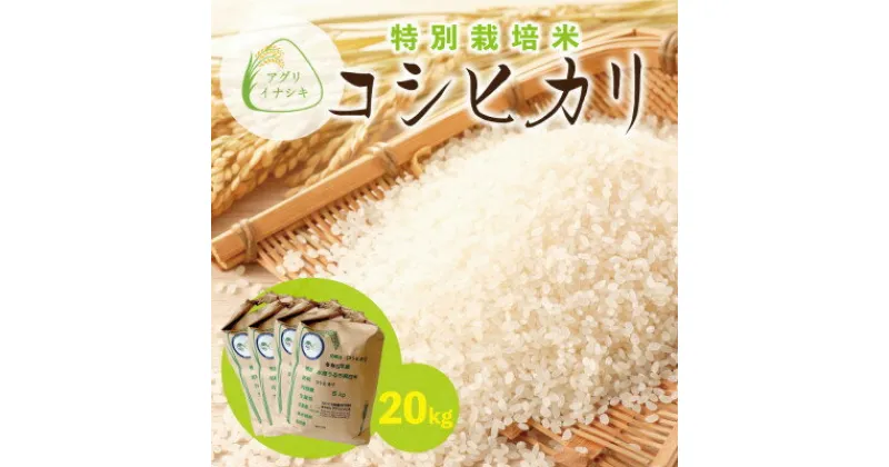 【ふるさと納税】新米　令和6年産　特別栽培米コシヒカリ　20kg(5kg×4袋)【配送不可地域：離島・沖縄県】【1545997】