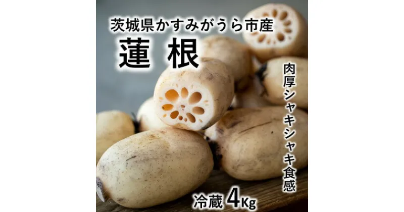 【ふるさと納税】肉厚でシャキシャキの食感と甘みが特徴　　掘りたて れんこん　4Kg(4～7本)【配送不可地域：離島】【1336120】