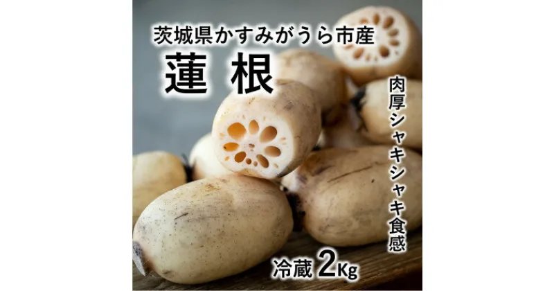 【ふるさと納税】肉厚でシャキシャキの食感と甘みが特徴　　掘りたて れんこん　2Kg(2～4本)【配送不可地域：離島】【1370489】