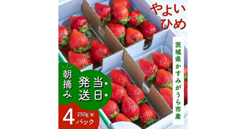 【ふるさと納税】やよいひめ　朝摘み・当日発送　250g×4パック【配送不可地域：離島・沖縄県】【1329784】