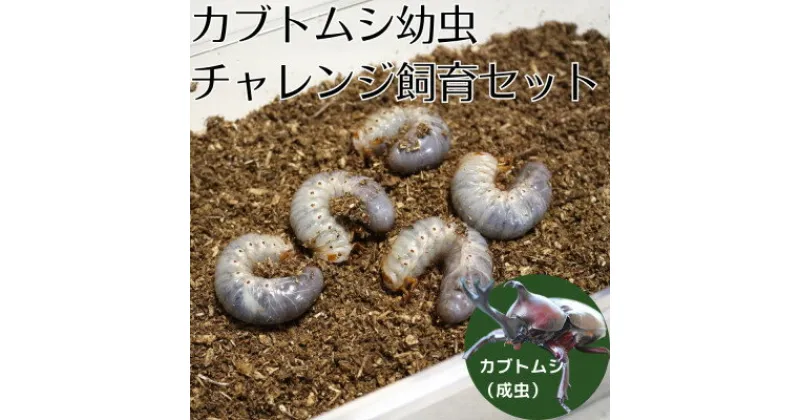 【ふるさと納税】カブトムシ幼虫チャレンジ飼育セット(5匹)【1487108】