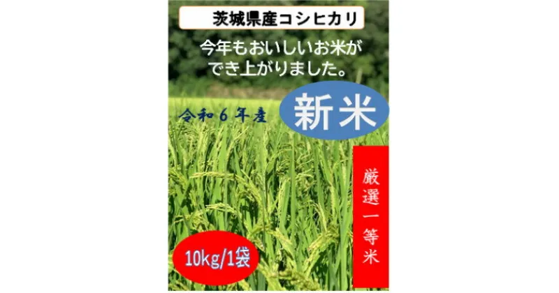 【ふるさと納税】令和6年茨城県産　精米コシヒカリ　10kg【1548869】