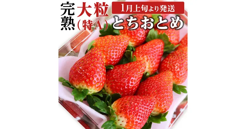 【ふるさと納税】 《 2025年1月上旬発送開始 》 完熟 とちおとめ 約280g×2～4パック 国産 いちご イチゴ 苺 果物 フルーツ 茨城県産 KEK