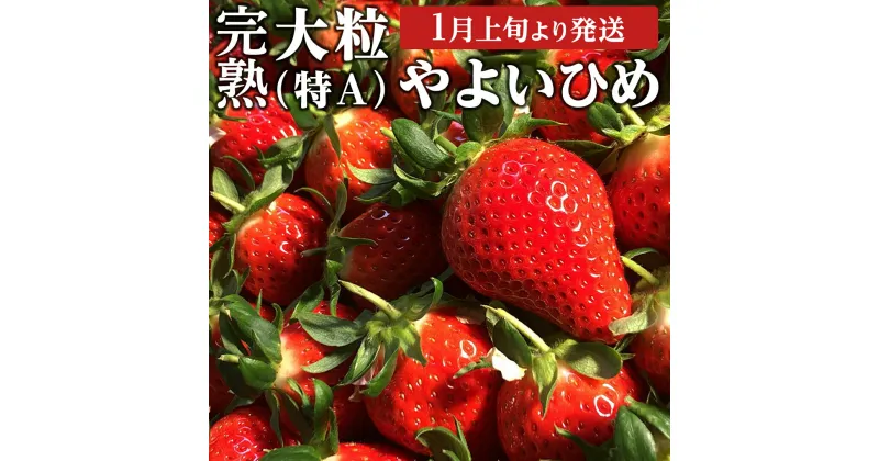 【ふるさと納税】 《 2025年1月上旬発送開始 》 完熟 やよいひめ 約280g×2～4パック 国産 いちご イチゴ 苺 果物 フルーツ 茨城県産 KEK