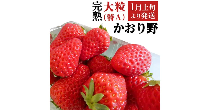 【ふるさと納税】 《 2025年1月上旬発送開始 》 完熟 かおり野 約280g×2～4パック 国産 いちご イチゴ 苺 果物 フルーツ 茨城県産 KEK