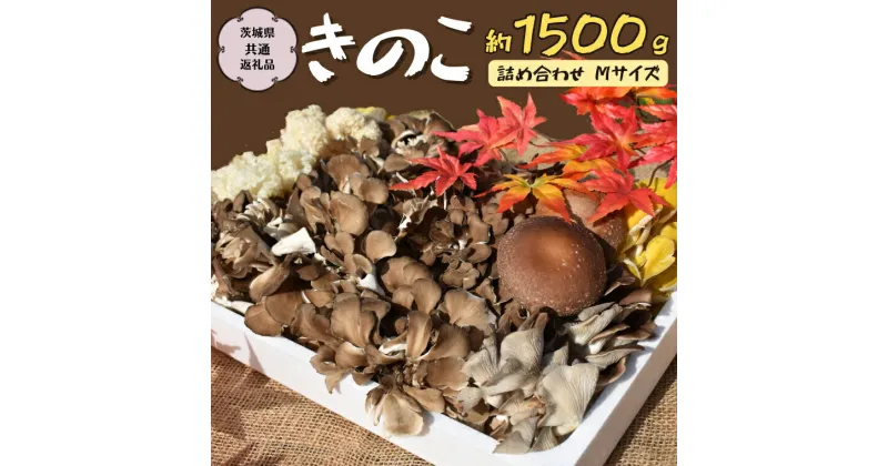 【ふるさと納税】きのこ の 詰め合わせ Mサイズ 約1500g【茨城県共通返礼品 城里町】 キノコ 舞茸 あわび茸 たもぎ茸 しいたけ 花びら茸