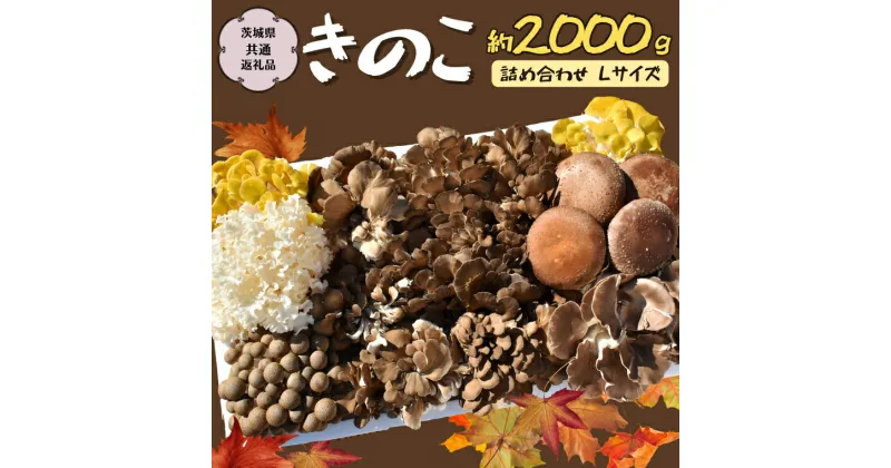 【ふるさと納税】きのこ の 詰め合わせ Lサイズ 約2000g【茨城県共通返礼品 城里町】 キノコ 舞茸 あわび茸 たもぎ茸 しいたけ 花びら茸