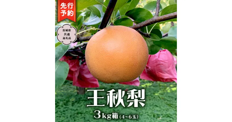 【ふるさと納税】【 先行予約 】王秋梨 3kg 箱 4玉～6玉 ( 茨城県共通返礼品 城里町 ) 2024年11月中旬から発送開始 フルーツ 甘い お正月 クリスマス 大玉 直送 茨城 限定