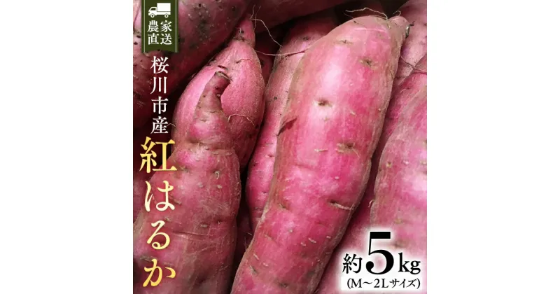 【ふるさと納税】【2024年10月下旬発送開始】桜川産 さつまいも 紅はるか 5kg 茨城県 サツマイモ べにはるか 芋 甘い