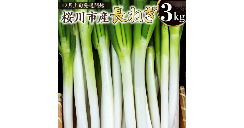 【ふるさと納税】《2024年12月上旬発送開始》桜川市産 長ねぎ 約3kg ねぎ ネギ 野菜 鍋