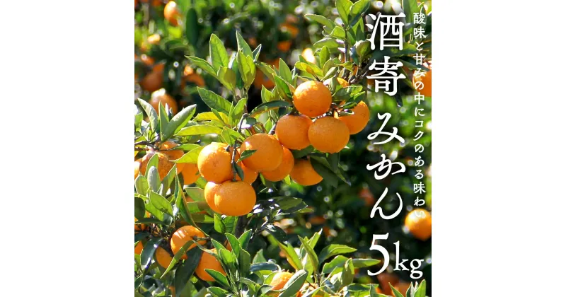 【ふるさと納税】酒寄 みかん 5kg 《 数量限定 》 2024年11月中旬発送開始 温州みかん ミカン 蜜柑 柑橘 果物 旬 期間限定 フルーツ 果物 茨城県