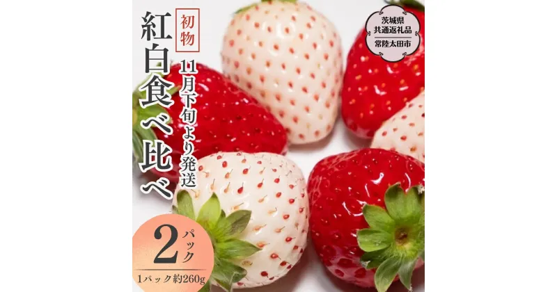 【ふるさと納税】【2024年11月下旬発送開始】初物 紅白 食べ比べ いちご （ 2パック × 1箱 ) （茨城県共通返礼品／常陸太田市） フルーツ 苺 イチゴ いちご 新鮮 朝採れ 茨城県 桧山FRUITFARM