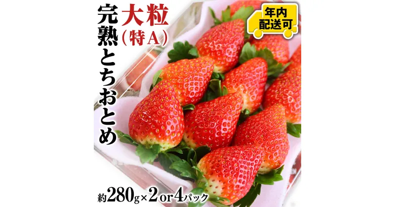 【ふるさと納税】 【12/15までの申込で年内にお届け！】完熟 とちおとめ 約280g×2～4パック 年内お届け 国産 いちご イチゴ 苺 果物 フルーツ 茨城県産 KEK