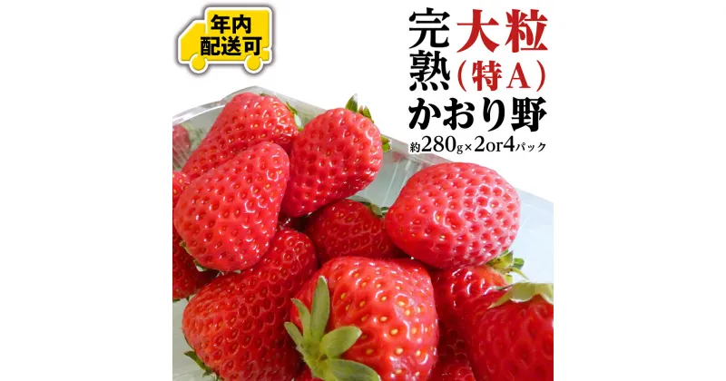 【ふるさと納税】 【12/15までの申込で年内にお届け！】 完熟 かおり野 約280g×2～4パック 年内お届け 国産 いちご イチゴ 苺 果物 フルーツ 茨城県産 KEK