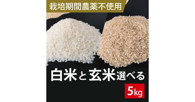 【ふるさと納税】【2024年9月下旬より順次発送】★栽培期間農薬不使用★茨城県産 こしひかり 5kg（白米または玄米）(BI-59)