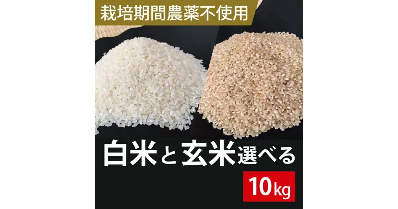 【ふるさと納税】【2024年9月下旬より順次発送】★栽培期間農薬不使用★こしひかり 10kg（白米または玄米）(BI-61)