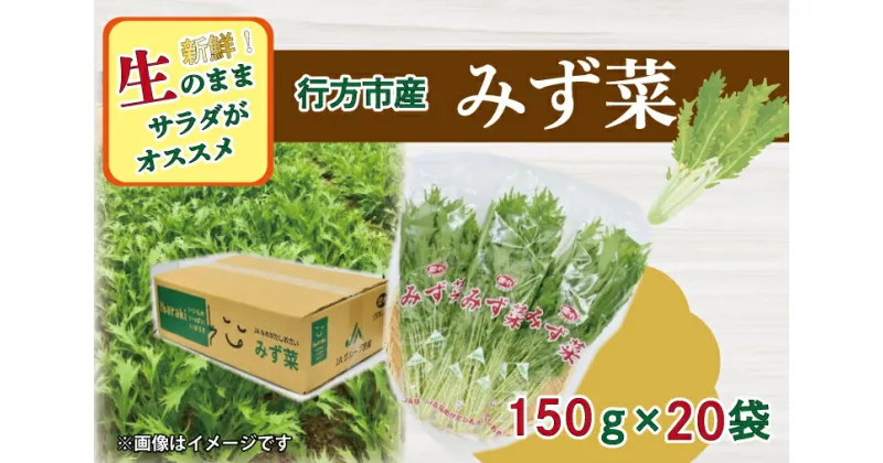 【ふるさと納税】JAなめがたしおさい直送「みず菜」150g×20袋｜AE-53