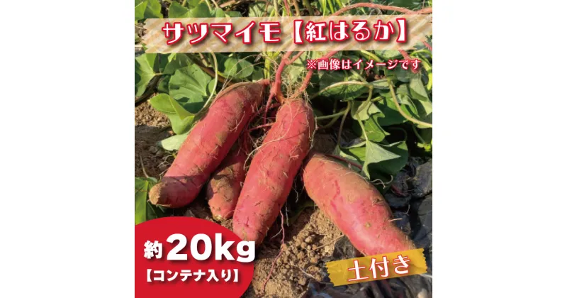 【ふるさと納税】【2024年11月より順次発送】2024年度産 さつまいも 『紅はるか』約20kg(コンテナ入り)(BZ-33)