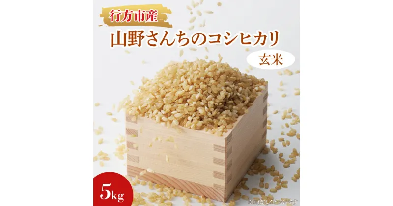 【ふるさと納税】【令和6年産　新米】　山野さんちのコシヒカリ　玄米5kg（BR-6-1）