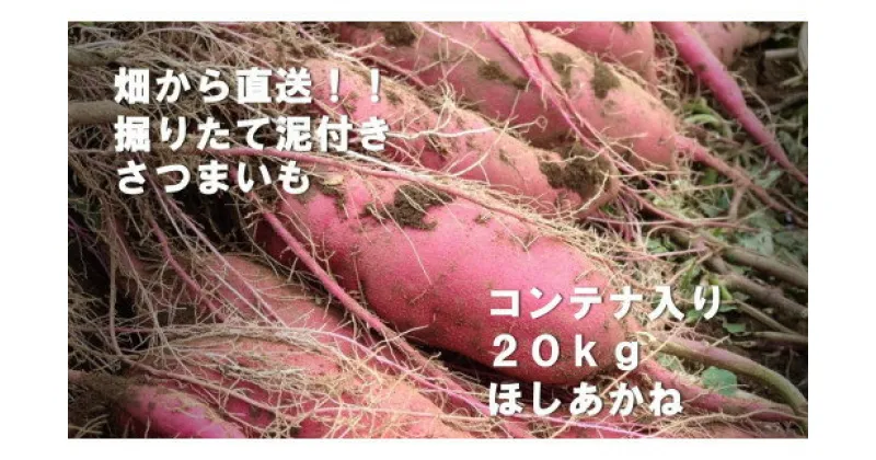 【ふるさと納税】【2024年11月より順次発送】2024年度産 さつまいも 『ほしあかね』 約20kg(コンテナ入り)(BZ-23)