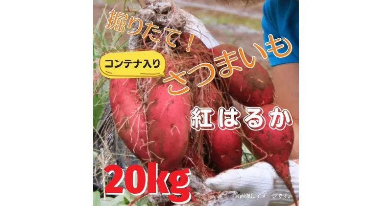 【ふるさと納税】掘りたて！コンテナ入りさつまいも（紅はるか）　20kg