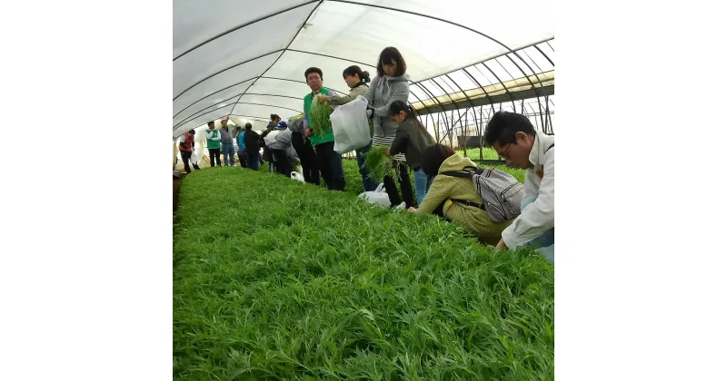 【ふるさと納税】自然体験＆民宿（ゲストハウス） 1棟貸切　1泊3名　茨城県産　鉾田市産　農業　海　川　アウトドア