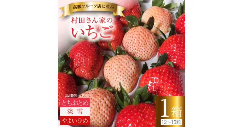 【ふるさと納税】品種が選べる！ たっぷり 1箱 12～15粒 【2025年予約受付】 ジューシー とちおとめ 白いちご 淡雪 大粒 甘い やよいひめ 贈答 高級 フルーツ こだわり 村田さん家のいちご 村田農園 茨城県