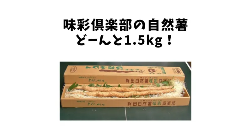 【ふるさと納税】ミネラルたっぷり！粘り強い自然薯 1.5kg 味彩倶楽部