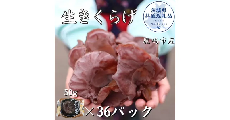 【ふるさと納税】生きくらげ　50g×36パック（茨城県共通返礼品・鹿嶋市産）