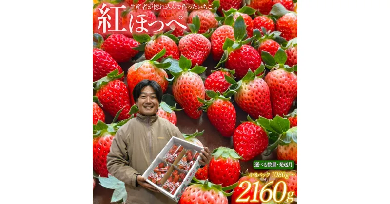 【ふるさと納税】 量・発送月が選べる！ いちご 2160g(270g×8) 1080g(270g×4) 紅ほっぺ 【2025年 予約 受付】 数量限定 送料無料 取り寄せ 贈答 ギフト プレゼント 甘い コク 人気 国産 内容量 お好み 茨城 鉾田 村田農園 紅ほっぺの村田