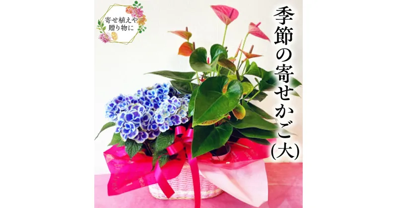 【ふるさと納税】季節の寄せかご（大） 花 お花 フラワー 誕生日 プレゼント ギフト 贈り物 父の日 母の日