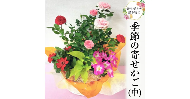 【ふるさと納税】季節の寄せかご（中） 花 お花 フラワー 誕生日 プレゼント ギフト 贈り物 父の日 母の日