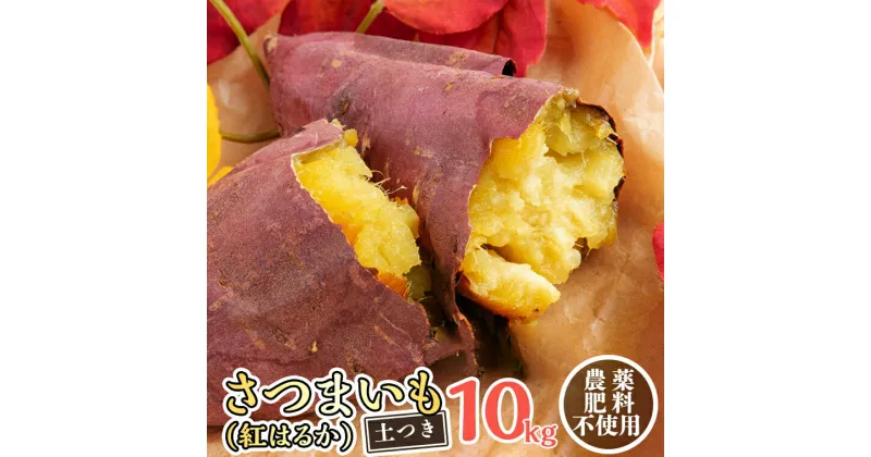 【ふるさと納税】さつまいも ( 紅はるか ） 10kg 【 農薬・肥料不使用 】 土つき オーガニック 無農薬 高糖度 肥料不使用 自然栽培 スイーツ 焼き芋 天ぷら スイートポテト 秋 べにはるか 食物繊維