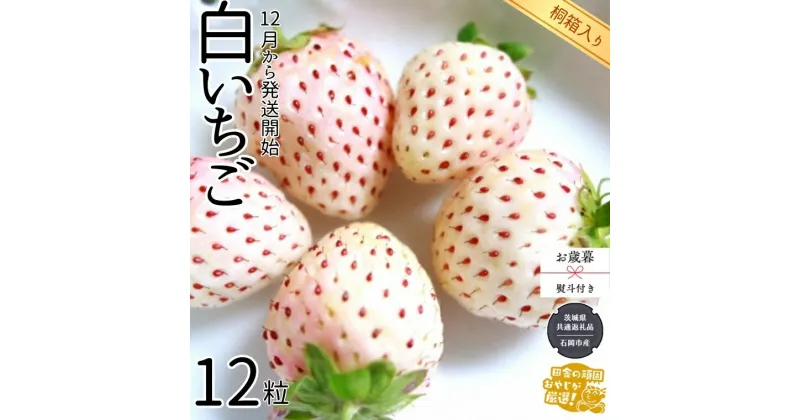 【ふるさと納税】【 お歳暮 熨斗付 】【 桐箱入り 】大粒白いちご 12粒【令和6年12月から発送開始】（県内共通返礼品：石岡市産） いちご イチゴ 苺 白イチゴ 白いちご