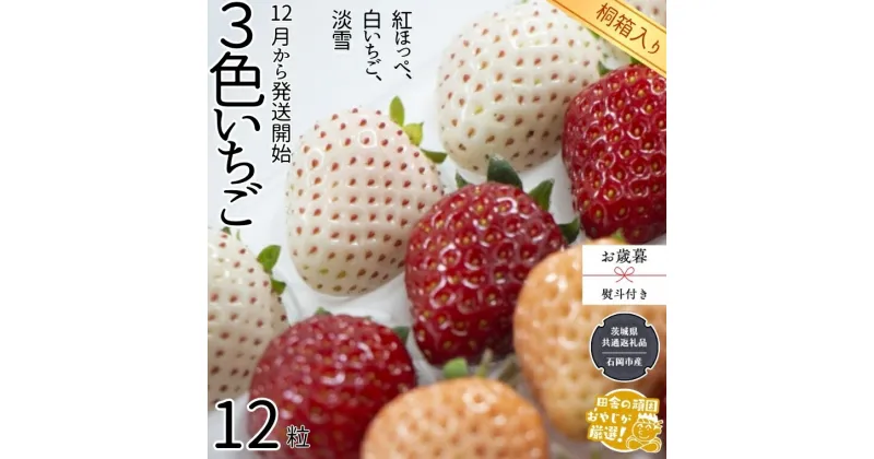 【ふるさと納税】【 お歳暮 熨斗付 】【 桐箱入り 】大粒3色いちご 12粒【令和6年12月から発送開始】（県内共通返礼品：石岡市産） いちご イチゴ 苺 白イチゴ 白いちご