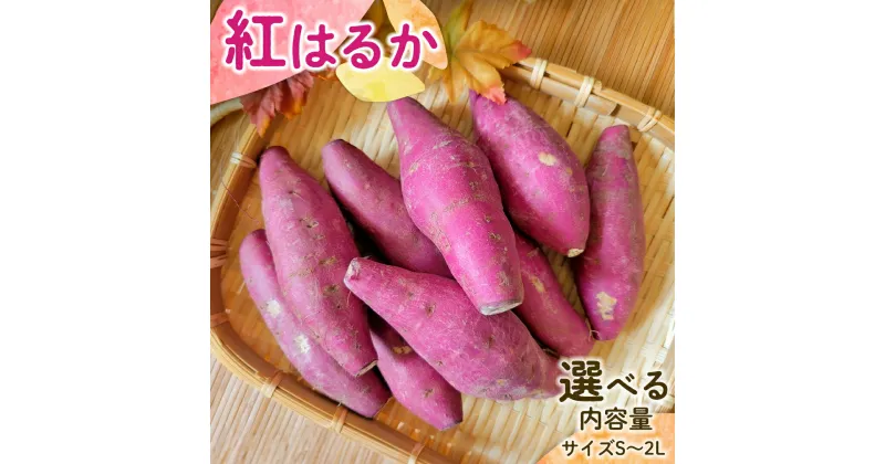 【ふるさと納税】【先行予約】 茨城県産 紅はるか サイズS～2L さつまいも サツマイモ 紅はるか