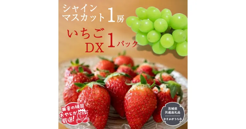 【ふるさと納税】シャインマスカット1房といちごDX1パック【令和6年12月より発送開始】（茨城県共通返礼品：かすみがうら市産） 詰め合わせ 果物 フルーツ 茨城県産