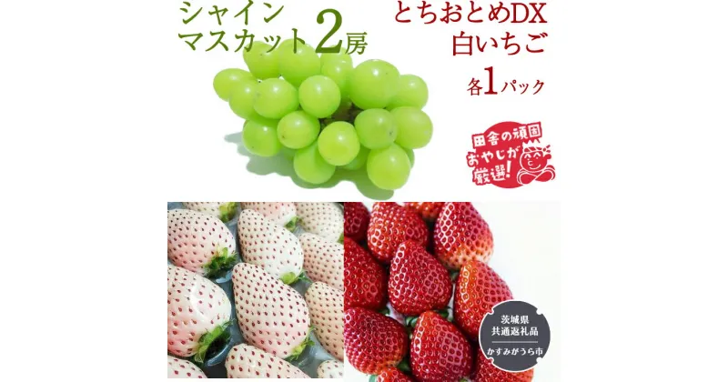 【ふるさと納税】シャインマスカット2房 とちおとめDX1パック 白いちご1パック【令和6年12月より発送開始】（茨城県共通返礼品：かすみがうら市産） 詰め合わせ 果物 フルーツ 茨城県産