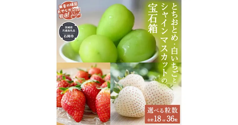 【ふるさと納税】「 粒々いちご 」 とちおとめ と 白いちご と シャインマスカット 【 令和6年12月より発送開始 】 （ 茨城県共通返礼品：石岡市産 ） 詰め合わせ 果物 フルーツ 茨城県産 イチゴ 苺 いちご セット ギフト 贈答