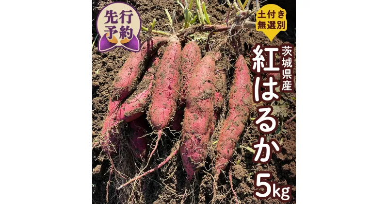 【ふるさと納税】【 先行予約 】 土付き無選別 茨城県産 紅はるか 5kg 【 2024年11月より順次発送 】 さつまいも 芋 サツマイモ 甘い 焼き芋 スイートポテト ねっとり 土付き 無選別