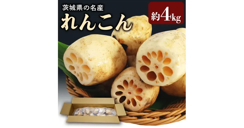 【ふるさと納税】先行予約 縁起物野菜「れんこん」 約4kg れんこん レンコン 蓮根 茨城県産 霞ヶ浦 お正月 おせち 野菜 17-M (11月中旬～12月上旬発送予定)