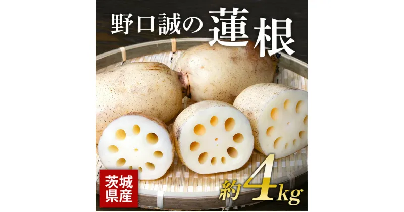 【ふるさと納税】野口誠の蓮根 約4kg れんこん レンコン 蓮根 野菜 57-A