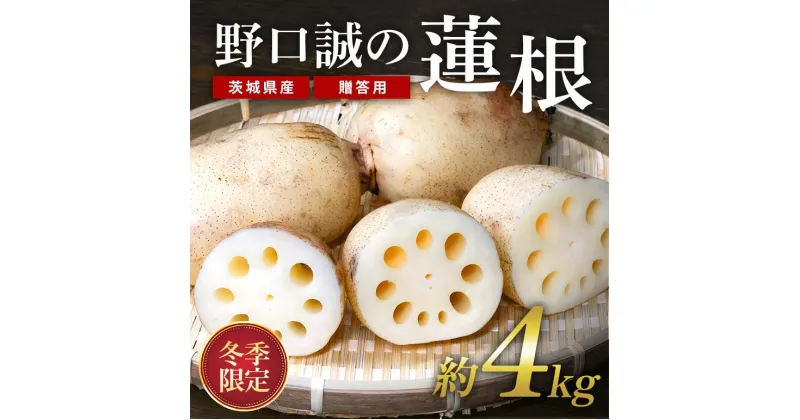 【ふるさと納税】【冬季限定 贈答用】 野口誠の蓮根 約4kg れんこん レンコン 蓮根 期間限定 野菜 57-B