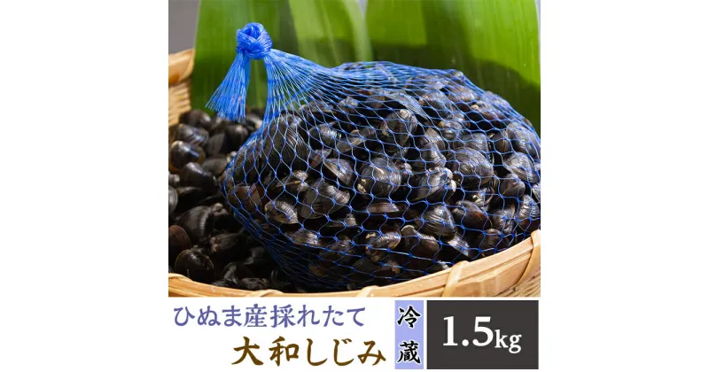 【ふるさと納税】118ひぬま産採れたて大和しじみ【冷蔵】1.5kg