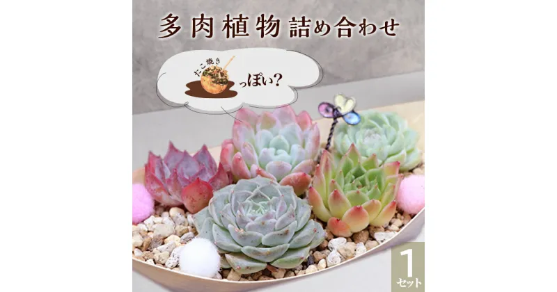 【ふるさと納税】多肉植物 人気 詰め合わせ 寄せ植え インテリア 自然 可愛い ナチュラル 緑 初心者 おすすめ たこ焼き 風 461 多肉植物たにこ焼き（ななしさん） 1セット